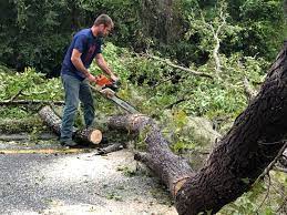 Professional Tree Services in Richfield, MN