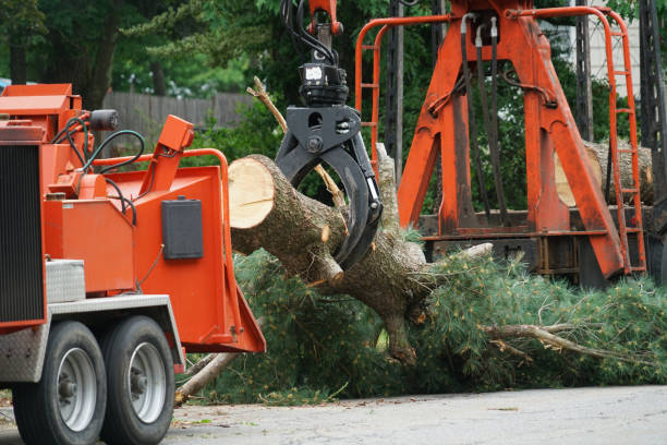  Richfield, MN Tree Services Pros