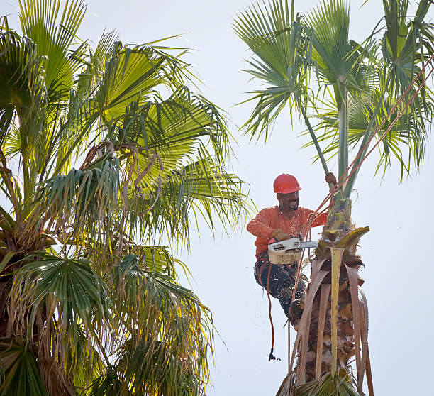 Best Tree Cabling and Bracing  in Richfield, MN